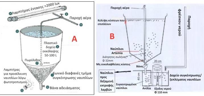 μεμβράνη εκκόλαψης η οποία με τη σειρά της θα διαρρηχθεί και θα απελευθερωθεί ο κολυμβητικός ναύπλιος. Σχήμα 83.