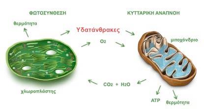 11 Σχήμα 10. Σχηματική απεικόνιση παραγωγής ενέργειας στο φυτικό κύτταρο.