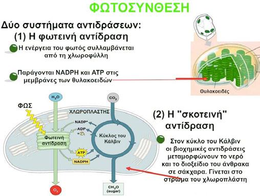 13 ακολουθήσει η μεταβολική οδός της γλυκόζης, ενώ τα υπόλοιπα πέντε μόρια PGAL παραμένουν στον