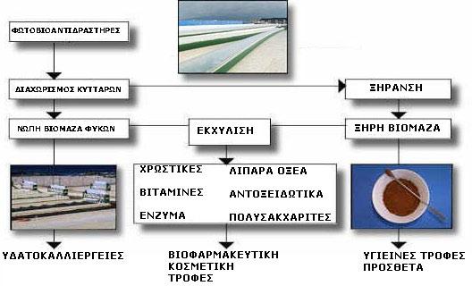 15 2 Χρήσεις των φυκών Τομείς και χρήσεις καλλιεργούμενων φυκών Η καλλιέργεια φυκών (algalculture) εμπλέκεται στις