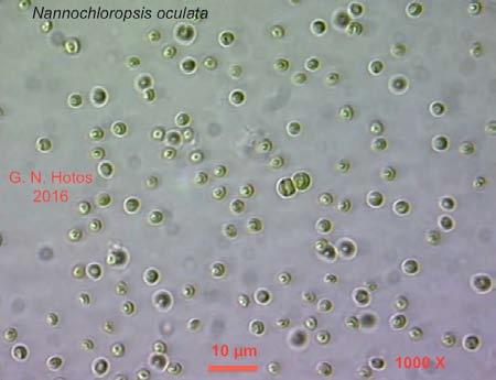 Μέγεθος: 2-4 µm, πράσινου χρώματος, χωρίς μαστίγια. Χρησιμοποιείται ευρέως στις υδατοκαλλιέργειες λόγω των υψηλών συγκεντρώσεων σε πολυακόρεστα λιπαρά οξέα PUFA.