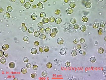 18 Isochrysis galbana Μέγεθος: κυττάρου, 5-7 µm. Ελεύθερα κύτταρα (δεν σχηματίζουν αποικίες), με δύο ισομεγέθη μαστίγια.
