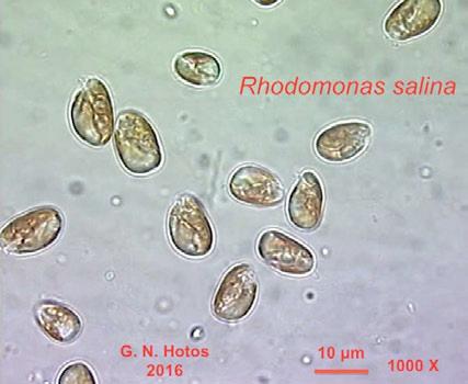 19 Rhodomonas salina Συστηματική κατάταξη: Υπερβασίλειο: Ευκαρυωτικά Βασίλειο: Πρώτιστα Φύλο: Cryptophyta Ομοταξία: Cryptophyceae Τάξη: Pyrenomonadales Οικογένεια: Pyrenomonadaceae Γένος: Rhodomonas