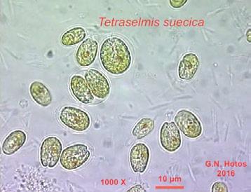 20 Tetraselmis suecica Συστηματική κατάταξη: Υπερβασίλειο: Ευκαρυωτικά Βασίλειο: Πρώτιστα Φύλο: Chlorophyta Ομοταξία: Chlorophyceae Τάξη: Volvocales Οικογένεια: Chlamydomonadaceae Γένος: Tetraselmis