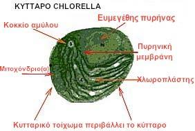 Chlorella pyrenoidosa Πρόκειται για ένα πολύ μικρό (2-5 μm) μονοκύτταρο και χωρίς μαστίγια χλωροφύκος με μέγεθος που προσιδιάζει στα ευμεγέθη βακτήρια και με κυτταρικό τοίχωμα.
