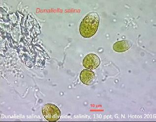 22 Dunaliella salina Συστηματική κατάταξη: Υπερβασίλειο: Ευκαρυωτικά Βασίλειο: Πρώτιστα Φύλο: Chlorophyta Ομοταξία: Chlorophyceae Τάξη: