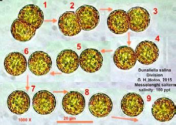 Κάτω αριστερά: κυτταρική διαίρεση σε στάδια (κολάζ). Κάτω δεξιά: D. salina σε πολύ υψηλή αλατότητα με κύτταρα γεμάτα με β-καροτίνη.