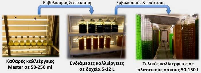 Το βάθος των δεξαμενών δεν είναι μεγάλο και κυμαίνεται στα 30 50 cm. Το σχήμα των δεξαμενών είναι ορθογώνιο με αποστρογγυλεμένε γωνίες και ονομάζεται τύπου-u.