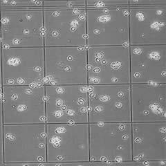 Για τον υπολογισμό της συγκέντρωσης του φυτοπλαγκτονικού πληθυσμού (αριθμός κυττάρων στη μονάδα όγκου ή κύτταρα/ml) καταμετρώνται τα κύτταρα που βρίσκονται και στα 80 ελάχιστα