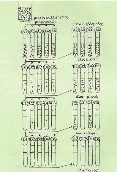 49 Σχήμα 33. Διαδικασία απομόνωσης μικροφυκών (φυτοπλαγκτού) με τη μέθοδο των διαδοχικών αραιώσεων. Τα σχήματα (στρογγυλά, τετράγωνα, κύκλοι) αντιπροσωπεύουν διαφορετικά είδη.