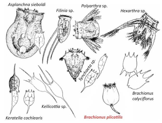 51 7 Τροχόζωα (Rotifers).