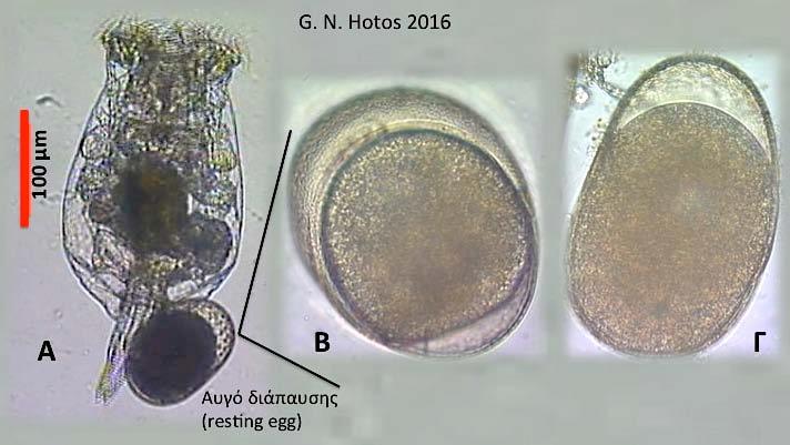56 Σχήμα 37. Μικτικό θηλυκό B. plicatilis με αβγό διάπαυσης (αριστερά) και σε μεγέθυνση (δεξιά) δύο όψεις του αβγού διάπαυσης (resting egg) (Φωτογρ. 36 & 37, Γ. Χώτος).