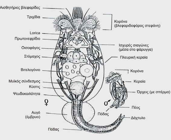 60 Σχήμα 38. Τα βασικά μορφολογικά γνωρίσματα και σύγκριση μεγεθών και βασικής σωματικής κατασκευής μεταξύ θηλυκού και αρσενικού ατόμου ενός τυπικού τροχοζώου σε σχηματική αποτύπωση.