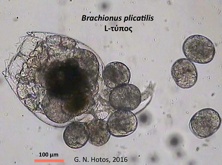 64 Σχήμα 41.Αμικτικό θηλυκό B. plicatilis φέρων 5 αμικτικά ωά έχοντας απελευθερώσει ήδη 3.