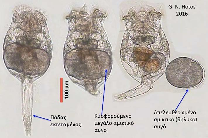 65 Σχήμα 43. Χαρακτηριστικά στιγμιότυπα B.