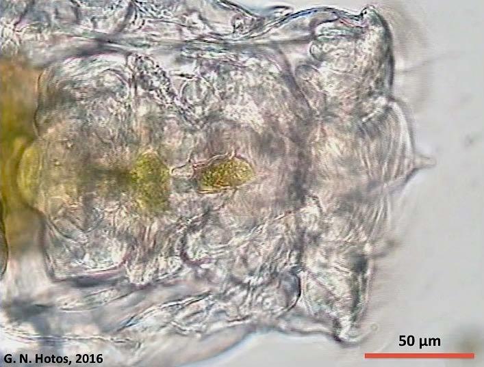 72 Σχήμα 53. Μεγάθυνση της εμπρόσθιας περιοχής (κορόνα) ενός τροχοζώου Brachionus plicatilis που μόλις έχει «καταπιεί» ένα μεγάλο πράσινο κύτταρο του μικροφύκους Asteromonas gracilis.