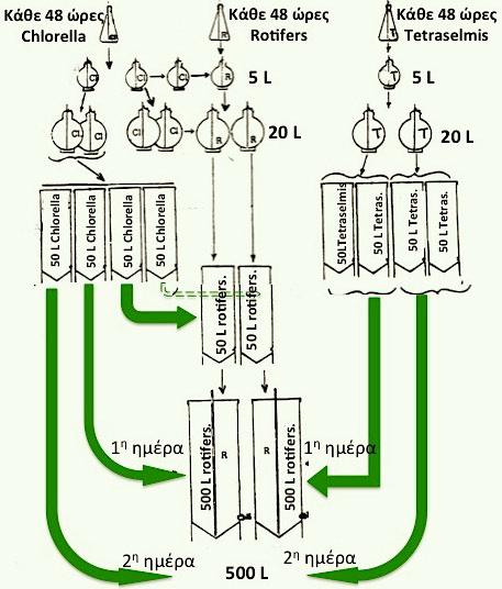 77 Ο διπλασιασμός των όγκων στα διάφορα στάδια της παραγωγής, επιτρέπει τον εμβολιασμό νέων καλλιεργειών κάθε 48 ώρες και την καθημερινή παραγωγή 500 L rotifers.