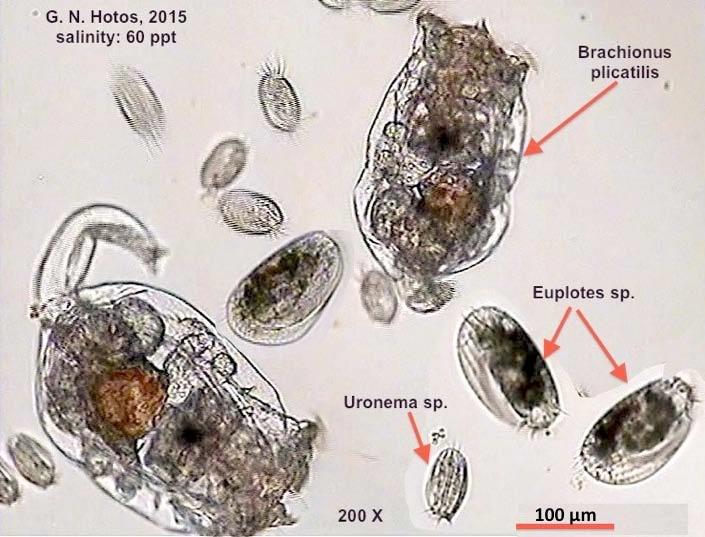80 Σχήμα 57. Χαρακτηριστικά είδη βλεφαριδωτών πρωτοζώων (Protozoa-ciliates, Euplotes sp. και Uronema sp.) δίπλα σε τροχόζωα Brachionus plicatilis. Εμφανής η διαφορά μεγέθους (φωτογρ. Γ. Χώτος).