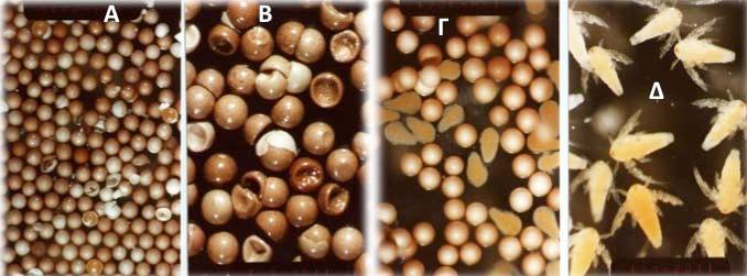 90 Σχήμα 65. Α: Αφυδατωμένες κύστεις της Artemia. Β: Μεγέθυνση αφυδατωμένων κύστεων με χαρακτηριστική τη «ζουληγμένη» εμφάνιση.