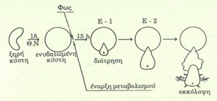 (Φωτογραφίες: Γ. Χώτος). Σχήμα 66. Διαγραμματική απεικόνιση των σταδίων από αφυδατωμένη κύστη μέχρι την εκκόλαψη.