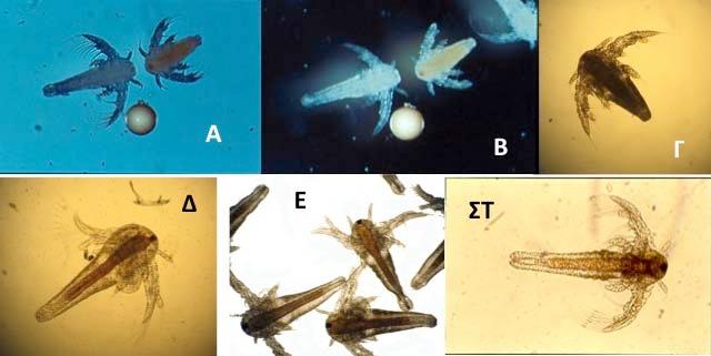 91 Το πρώτο ναυπλιακό στάδιο (Instar I, 400 έως 500 μm σε μήκος) έχει ένα καφετί πορτοκαλί χρώμα, ένα κόκκινο μάτι στην περιοχή της κεφαλής και τρία ζεύγη εξαρτημάτων (Σχήμα 67), δηλαδή το πρώτο