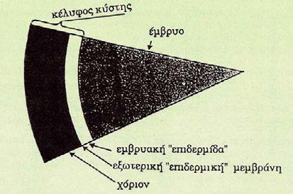 Γ & Ε: Ζεύγος Artemia σε φάση γονιμοποίησης, το αρσενικό συγκρατεί το θηλυκό με τις δαγκάνες-κεραίες του (φωτογρ.: Γ. Χώτος).