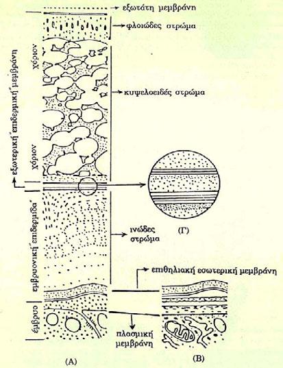 93 Σχήμα 71. Διαγραμματική απεικόνιση τομής κύστεως της Artemia. Α: Στην τομή διακρίνονται το εξώτερο στρώμα του χορίου με τις κυψελίδες του αέρα μέσα του, η παχιά εμβρυονική επιδερμίδα και το έμβρυο.