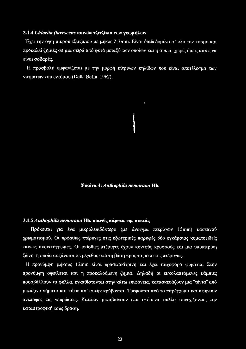 3.1.4 Chloritaßavescens κοινώς τζιτζίκια των γεωμήλων Έχει την όψη μικρού τζιτζικιού με μήκος 2-3mm.