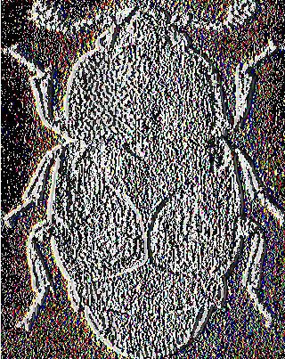 62) 3.1.7 Hesperophanes cinereus Vili. To ακμαίο του εντόμου έχει επιμηκυασμένο σώμα, καστανό ως σκούρο καστανό με επένδυση από τεφροκίτρινο χνούδι που σχηματίζει στα έλυτρα ακανόνιστες κηλίδες.