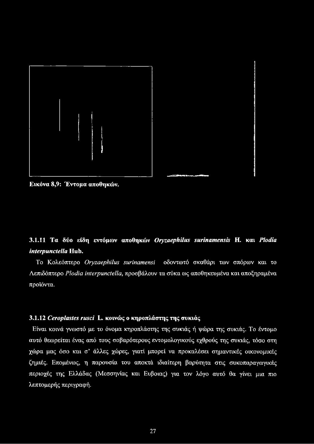 Εικόνα 8,9: Έντομα αποθηκών. 3.1.11 Τα δύο είδη εντόμων αποθηκών Oryzaephilus surinamensis Η. και Piodia interpunctella Hub.