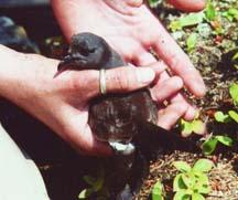65 Εφαρµογές Ecological Habitat Monitoring UCB/Intel Berkeley: