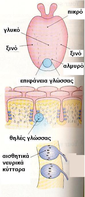 Γλώσσα & Γεύση: γλυκό, αλμυρό, ξινό, πικρό Οι χημικές ουσίες της τροφής που έχει αναμιχθεί με σάλιο γίνονται αντιληπτές από ειδικά αισθητικά νευρικά κύτταρα που βρίσκονται στις «θηλές» της