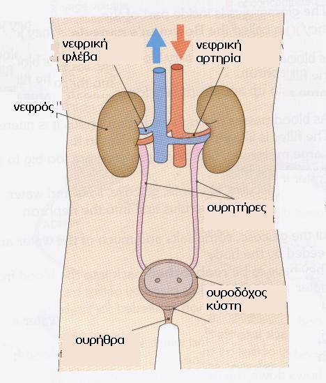 Το σώμα μας αποβάλλει τις άχρηστες ουσίες με τη βοήθεια των νεφρών Οι νεφροί είναι 2 όργανα στο μέγεθος μικρής γροθιάς χαμηλά στην πλάτη μας Κάθε ένας από αυτούς συνδέεται με έναν σωλήνα που