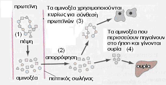 Ας δούμε σχηματικά την