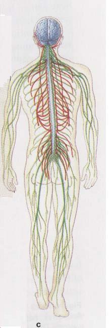 Το νευρικό μας σύστημα γενικά Συντονίζει τα διάφορα μέρη του σώματος και καθορίζει τις «αποκρίσεις» μας στις αλλαγές Π.χ.