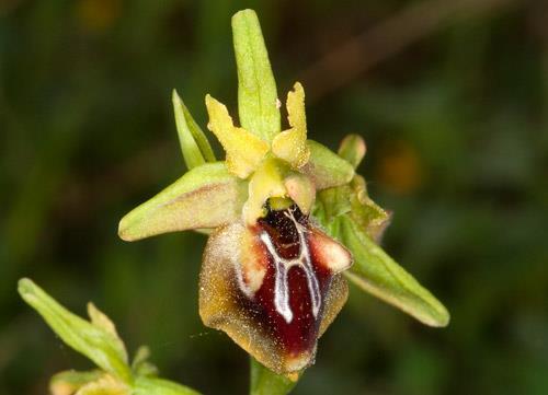 Εικόνα 5. Η ορχιδε α Ophrys aesculapii είναι κοινή στην περιοχή Πηγή: www.naturagraeca.