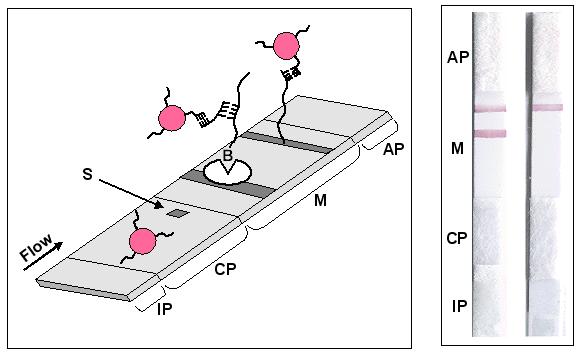 Ανίχνευση PCR προϊόντων Glynou K et al: ligonucleotide-functionalized gold nanoparticles as probes in a dry-reagent strip biosensor for DNA analysis by hybridization, Analytical Chemistry (2003) 75: