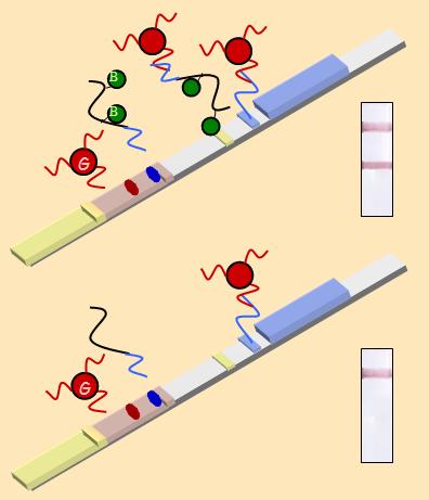 allele specific primers dipstick assay DNA