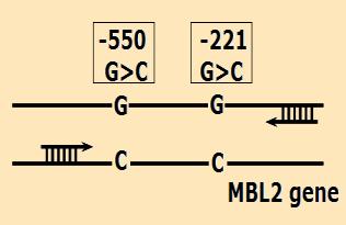 Litos et al, Genotyping of Single Nucleotide