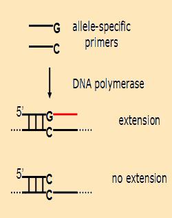 a Dry-Reagent Dipstick Format (PEXT-Dipstick),