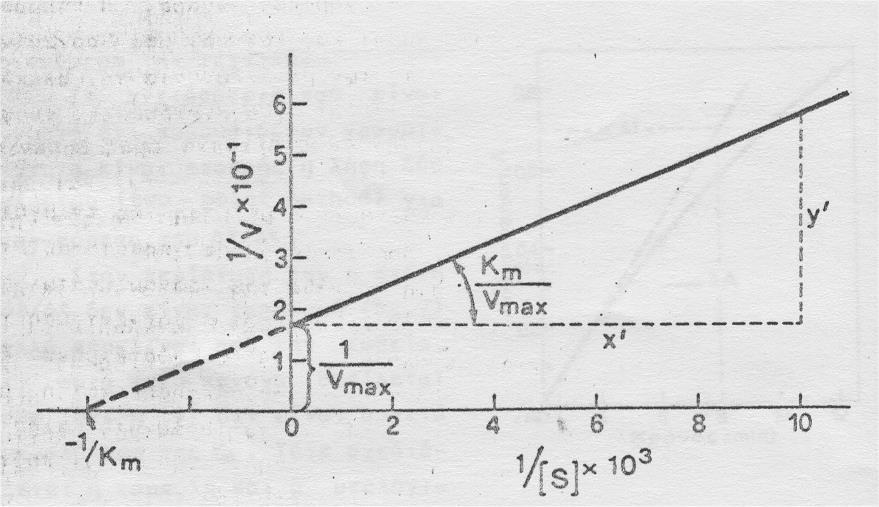 ΚΙΝΗΤΙΚΗ ΕΝΖΥΜΙΚΑ ΚΑΤΑΛΥΟΜΕΝΩΝ ΑΝΤΙΔΡΑΣΕΩΝ Παραδείγματα υπολογισμών Κ m, V max, ταχύτητας αντίδρασης Η V max υπολογίζεται γραφικά από την 1/V max =1,7x 10-1 και V max = 5,9 και Κ m = V max y /x = 2,5