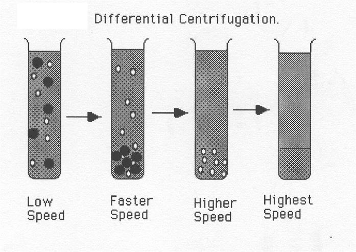 ΦΥΓΟΚΕΝΤΡΙΣΗ ΤΕΧΝΙΚΕΣ ΦΥΓΟΚΕΝΤΡΙΣΗΣ A) Διαφορική φυγοκέντριση- η συνηθέστερη τεχνική διαχωρισμού Διαχωρισμός κατακρημνίσματος (pellet) από το υπερκείμενο υγρό (supernatant) Οι δύο φάσεις χωρίζονται
