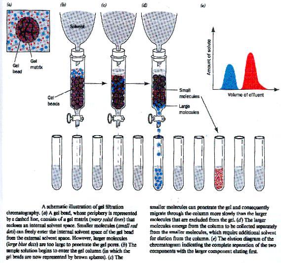 Χρωματογραφία διήθησης πηκτής ή μοριακού αποκλεισμού (gel filtration chromatography,