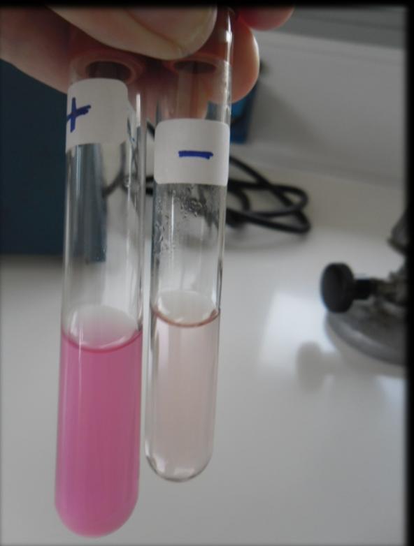 Σε περίπτωση θετικού αποτελέσματος, συντελείται αλλαγή χρώματος του Dulcitol broth σε ροζ.