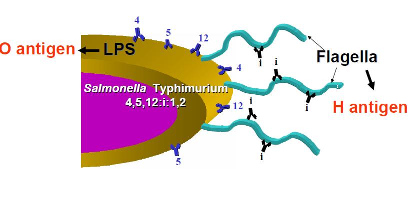 Paratyphi) Μπορεί να υπάρχει ή όχι CDC, P.