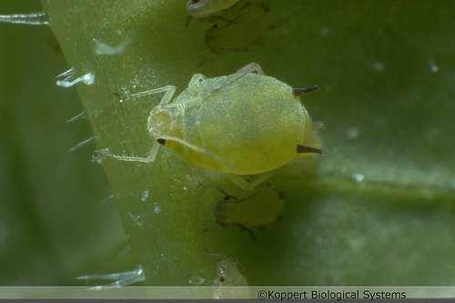 Εικόνα 7: Aphis gossypii Το χρώμα και η μορφολογία του της αφίδας εξαρτάται από το φυτό ξενιστή στο οποίο τρέφεται (Batchelder 1927, Inaizumi 1981, Ekukole 1990).