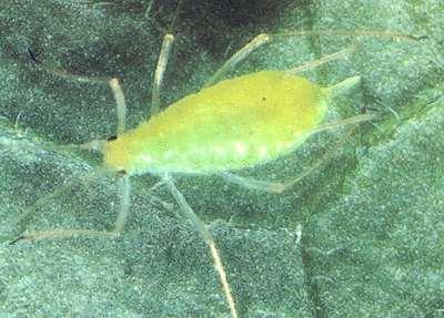 Εικόνες 8: Macrosiphum euphorbiae Στην Ευρώπη διαχειμάζει συνήθως ως παρθενογεννετικό θηλυκό, αν και σε μερικές περιπτώσεις δημιουργούνται και εγγενείς μορφές οπότε, διαχειμάζει ως ωό (Blackman 1984).