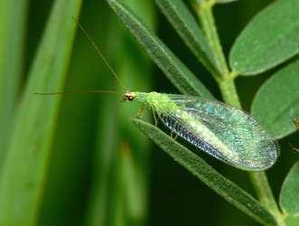 Εικόνα 21: Chrysoperla carnea Η εσπερινή παραγωγή των αυγών από το θηλυκό άτομο γίνεται κατά λίγες εκατοντάδες κυρίως την άνοιξη, αλλά και το καλοκαίρι σε φυτά όπου εμφανίζονται υψηλές συγκεντρώσεις