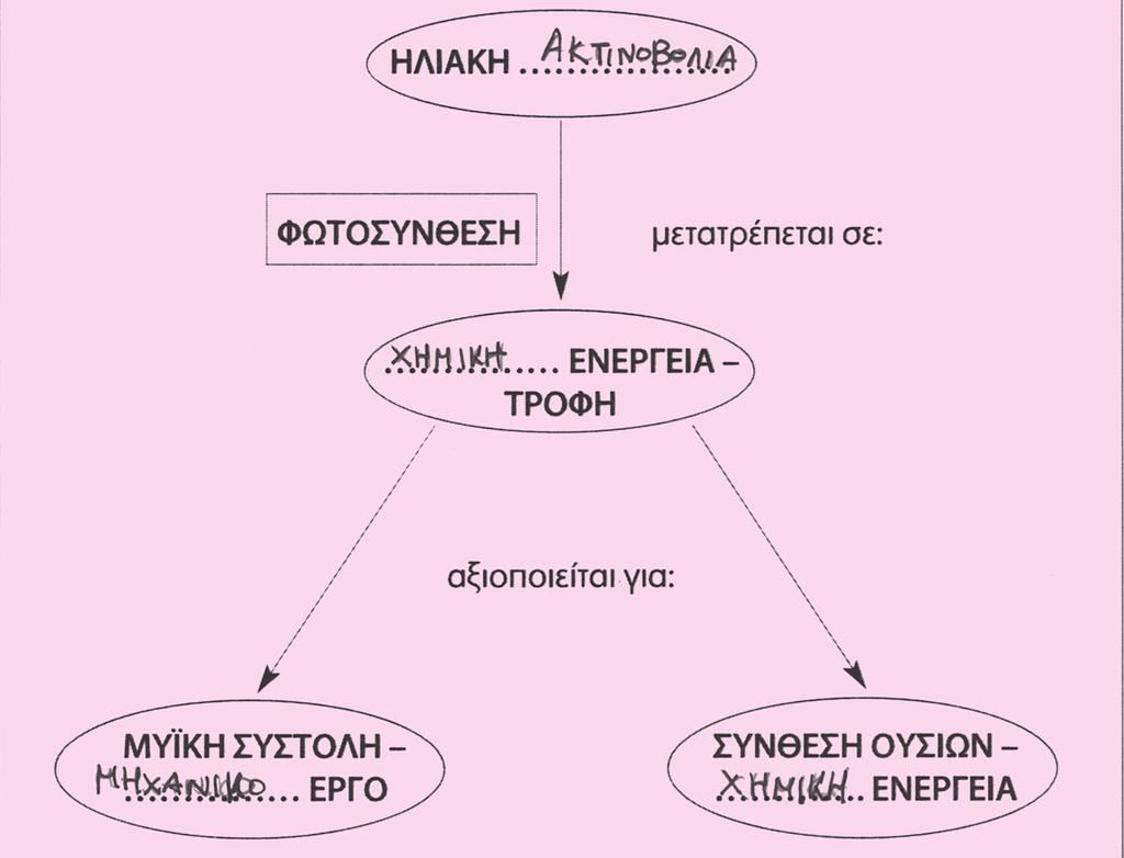 3.1 Άνθρωπος και ενέργεια 3. MΕΤΑΒΟΛΙΣΜΟΣ Aπαντήσεις στα φύλλα εργασίας Φύλλο εργασίας 3.1 Αξιοποίηση της ενέργειας στον ανθρώπινο οργανισμό Α.