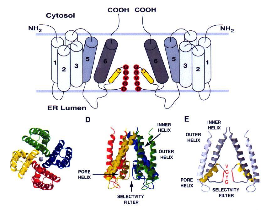 ΙΡ 3 > 4 ζέζεηξ ζφκδεζεξ Απυ Bosanac et al, Structural insights into the